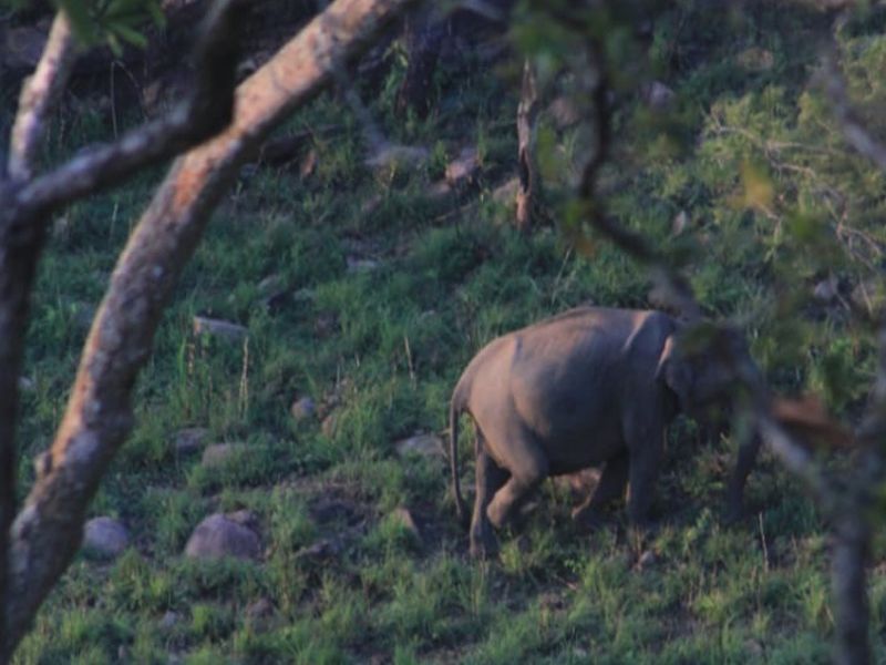 elephants at ahaspokuna 