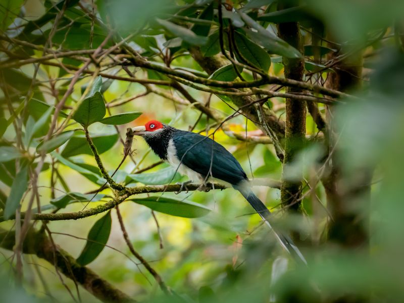 endemic bird sighting in hillcountry