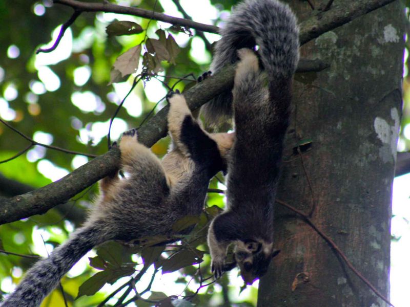 Wildlife at Belihuloya in Sri Lanka 